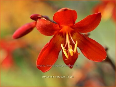 Crocosmia &#39;Saracen&#39;