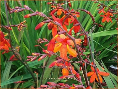 Crocosmia &#39;Saracen&#39;