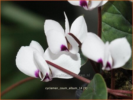 Cyclamen coum &#39;Album&#39;