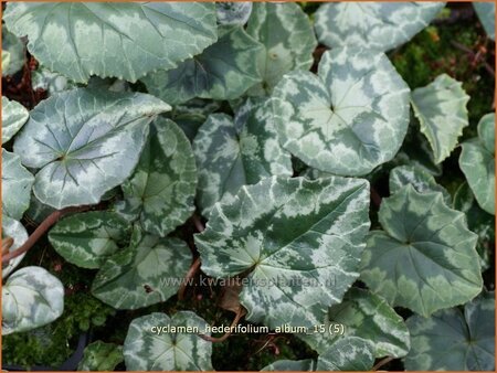 Cyclamen hederifolium &#39;Album&#39;