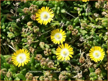 Delosperma &#39;Jewel of Desert Peridot&#39;