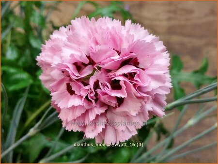 Dianthus &#39;Monica Wyatt&#39;