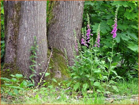 Digitalis purpurea