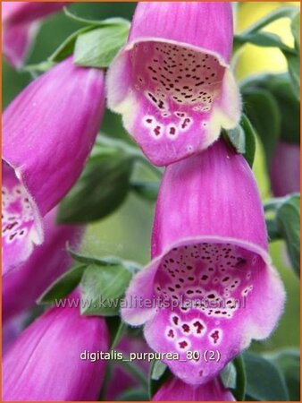 Digitalis purpurea