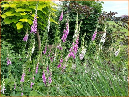 Digitalis purpurea