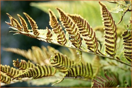 Dryopteris erythrosora