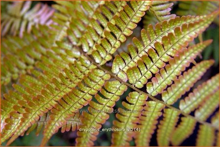 Dryopteris erythrosora