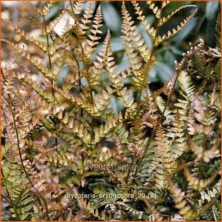 Dryopteris erythrosora