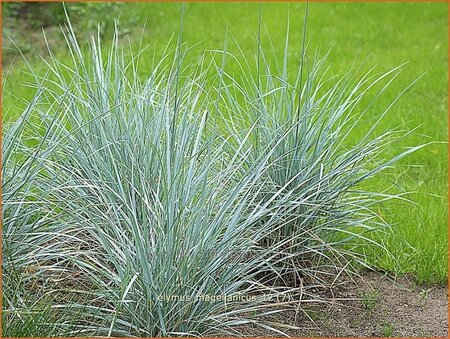 Elymus magellanicus