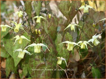 Epimedium &#39;Flowers of Sulphur&#39;