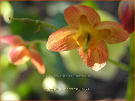 Epimedium warleyense