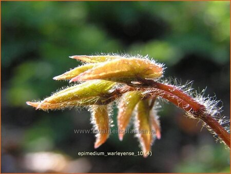 Epimedium warleyense