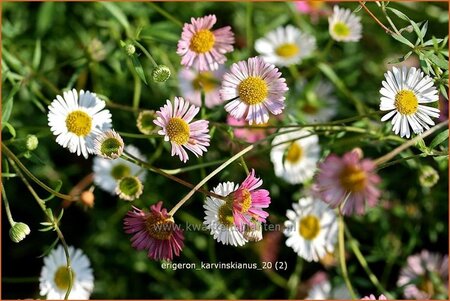 Erigeron karvinskianus