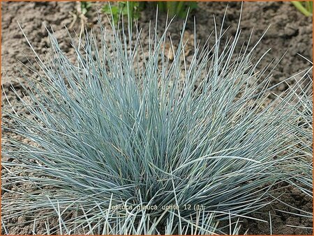 Festuca glauca 'Uchte'