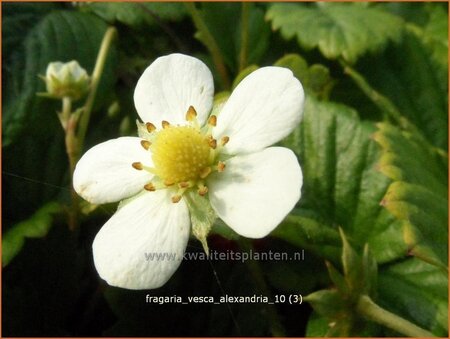 Fragaria vesca &#39;Alexandria&#39;