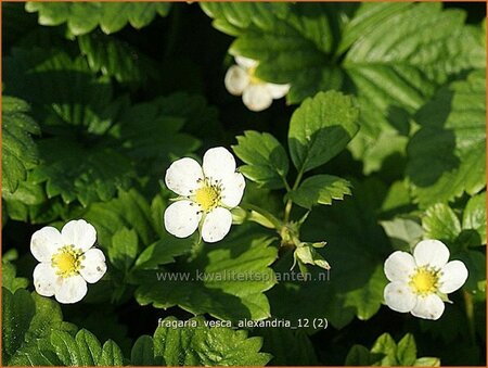 Fragaria vesca &#39;Alexandria&#39;