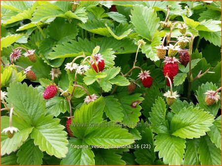 Fragaria vesca &#39;Alexandria&#39;