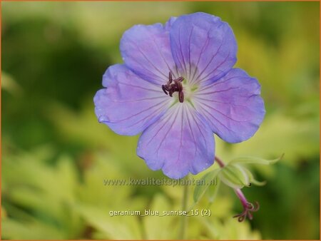 Geranium 'Blue Sunrise'