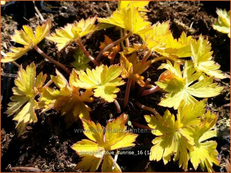 Geranium 'Blue Sunrise'