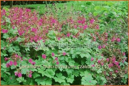 Geranium macrorrhizum &#39;Czakor&#39;