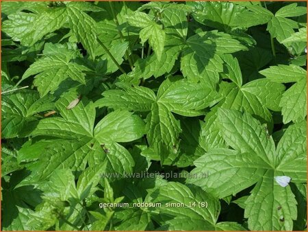 Geranium nodosum &#39;Simon&#39;