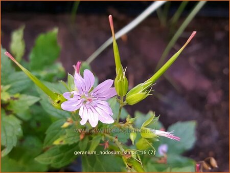 Geranium nodosum &#39;Simon&#39;