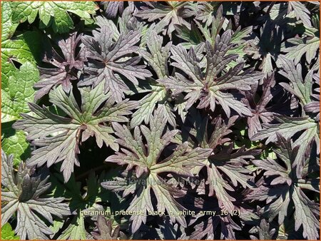 Geranium pratense &#39;Black &#39;n White Army&#39;