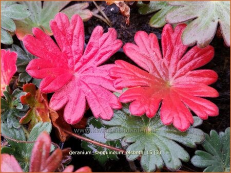 Geranium sanguineum &#39;Elsbeth&#39;