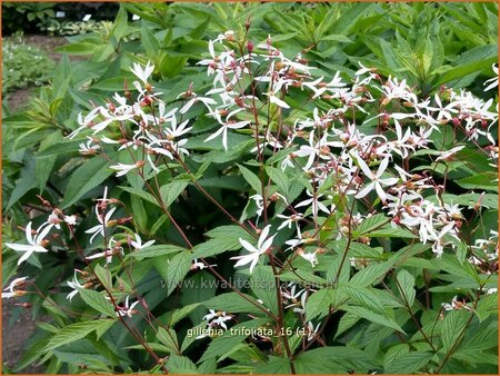 Gillenia trifoliata