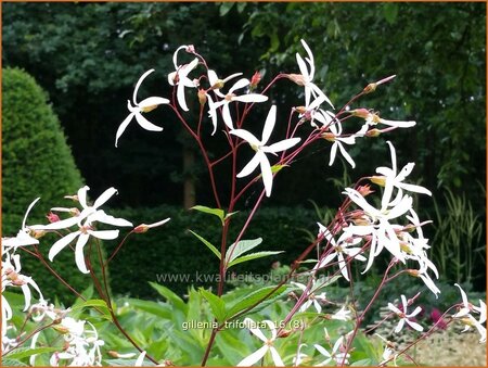 Gillenia trifoliata