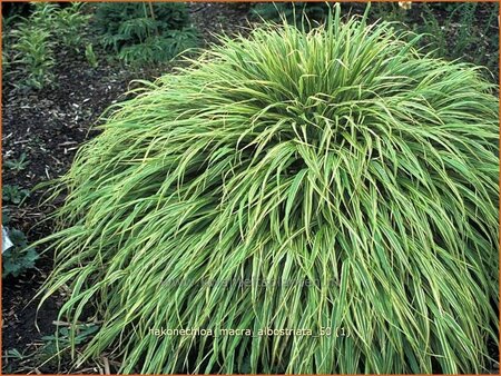 Hakonechloa macra &#39;Albostriata&#39;