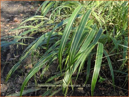 Hakonechloa macra &#39;Albostriata&#39;