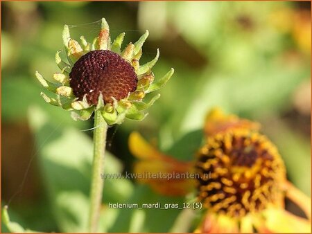 Helenium &#39;Mardi Gras&#39;