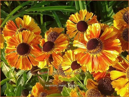 Helenium &#39;Mardi Gras&#39;