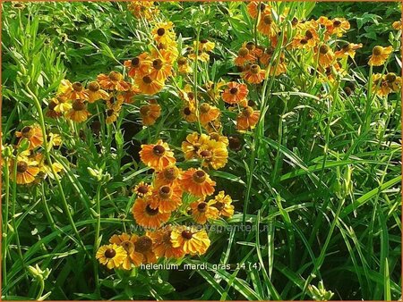 Helenium &#39;Mardi Gras&#39;