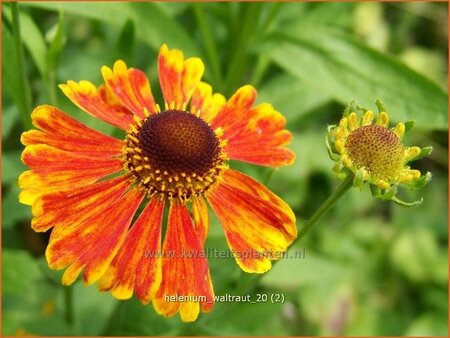 Helenium &#39;Waltraut&#39;