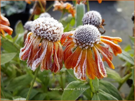 Helenium &#39;Waltraut&#39;