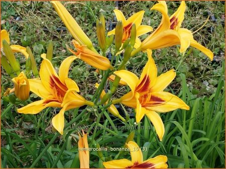 Hemerocallis &#39;Bonanza&#39;