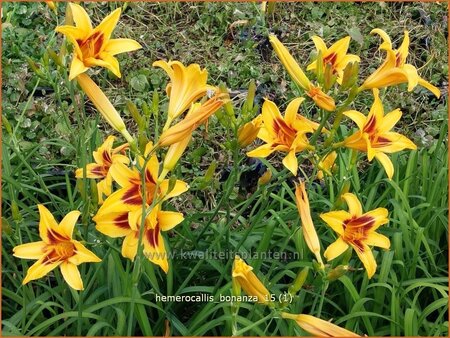 Hemerocallis &#39;Bonanza&#39;