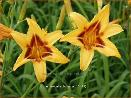 Hemerocallis &#39;Bonanza&#39;