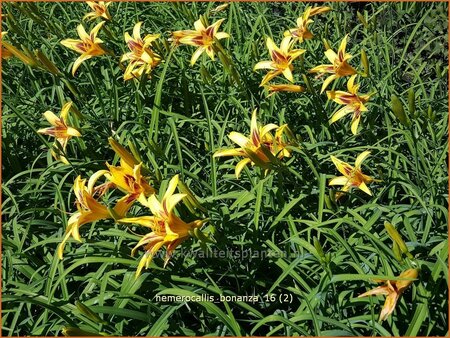 Hemerocallis &#39;Bonanza&#39;