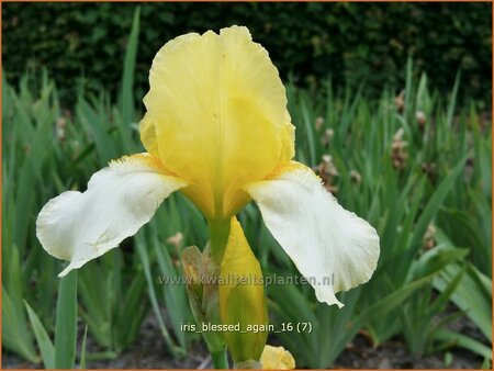Iris germanica &#39;Blessed Again&#39;