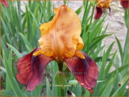 Iris germanica &#39;Howard Weed&#39;