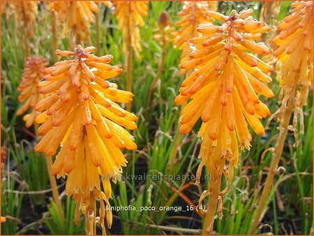 Kniphofia 'Poco Orange'