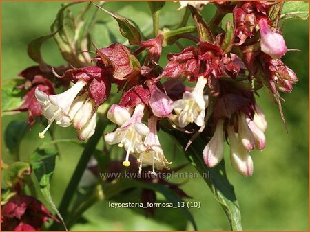 Leycesteria formosa