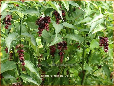 Leycesteria formosa