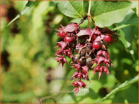 Leycesteria formosa