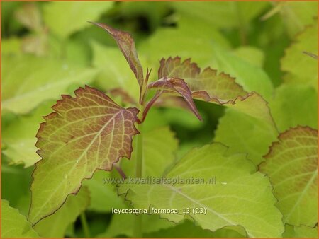 Leycesteria formosa