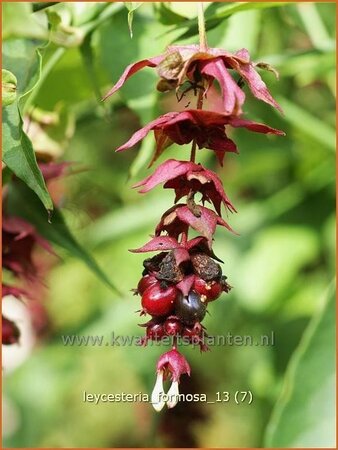 Leycesteria formosa