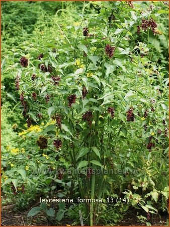 Leycesteria formosa